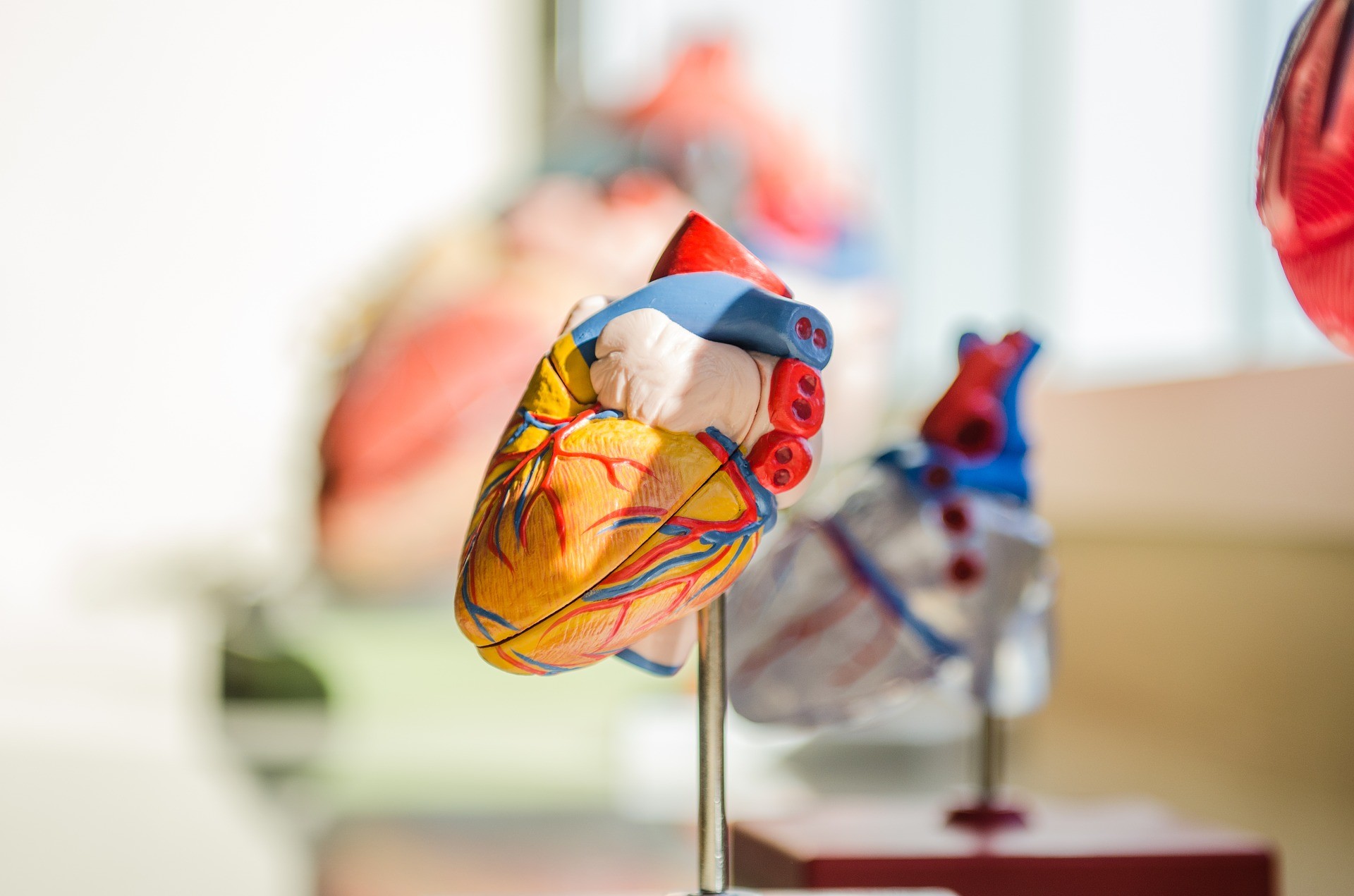 figure of an anatomical heart