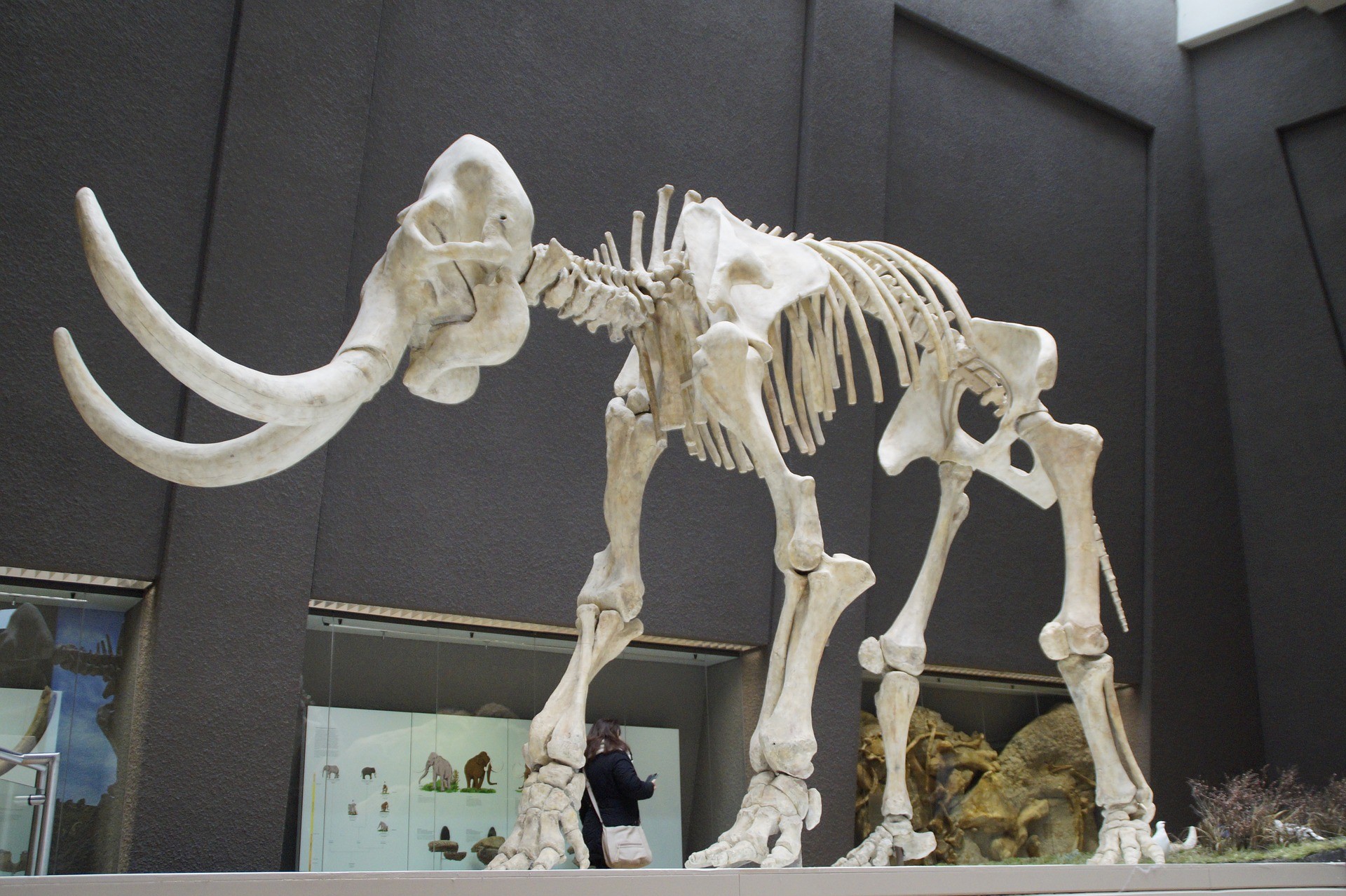 A skeleton mammoth inside a Museum