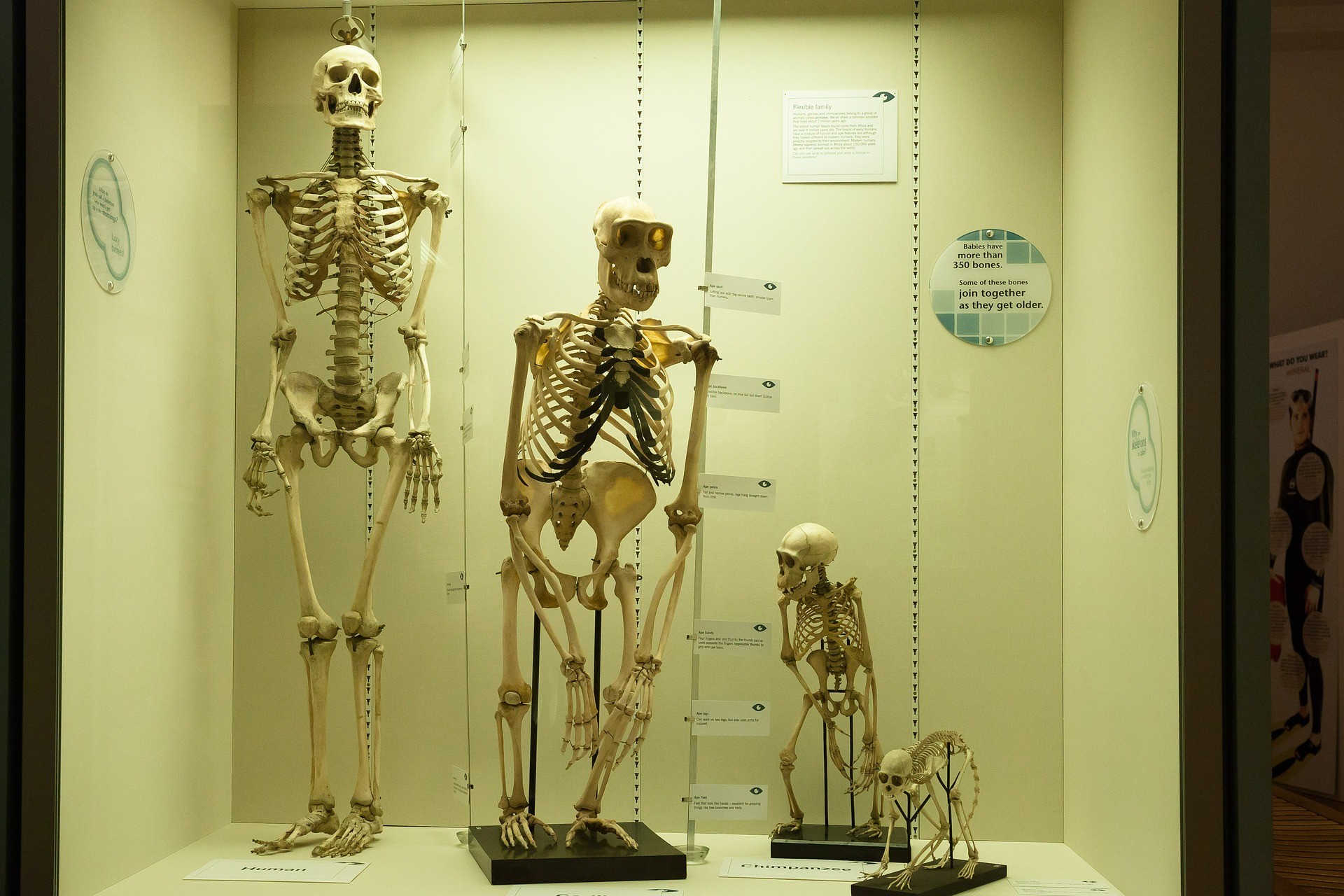 Three skeletons showing the progress in evolution